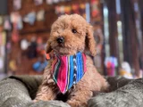 Çiçek Gibi Poodle Bebekler