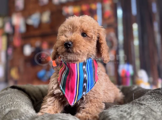 Çiçek Gibi Poodle Bebekler görsel