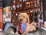 Çiçek Gibi Poodle Bebekler