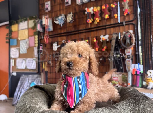Çiçek Gibi Poodle Bebekler görsel