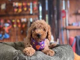 Çiçek gibi Poodle Bebekler