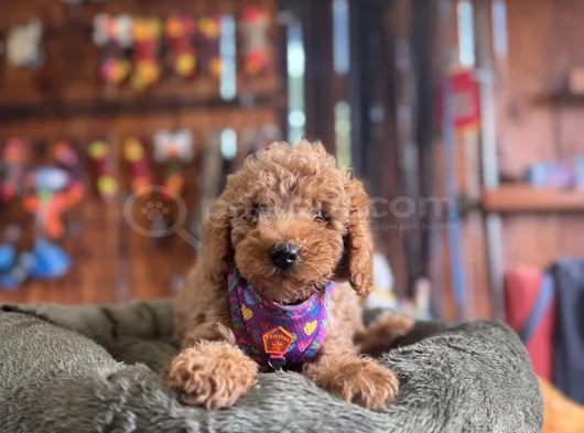 Çiçek Gibi Poodle Bebekler