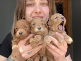 Eğitim merkezimizden Toy Poodle Yavrular
