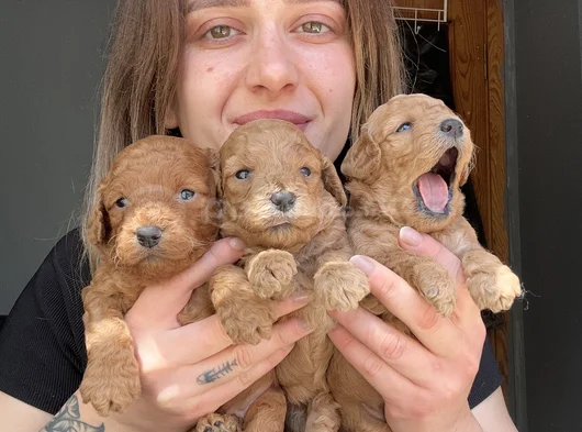 Eğitim Merkezimizden Toy Poodle Yavrular