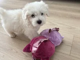 0 Numara Mükemmel Irk Maltese Terrier Yavrumuz