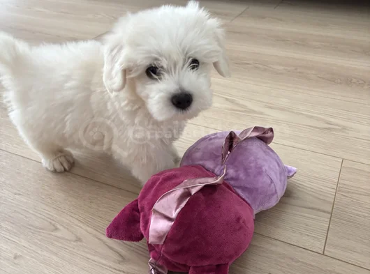 0 Numara Mükemmel Irk Maltese Terrier Yavrumuz görsel