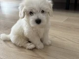 0 Numara Mükemmel Irk Maltese Terrier Yavrumuz