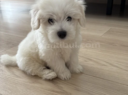 0 Numara Mükemmel Irk Maltese Terrier Yavrumuz görsel