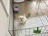 0 Numara Mükemmel Irk Maltese Terrier Yavrumuz