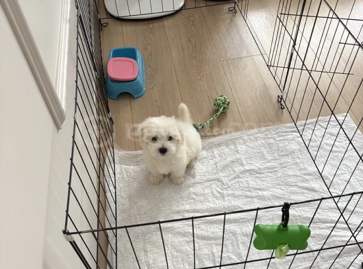 0 Numara Mükemmel Irk Maltese Terrier Yavrumuz