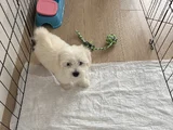 0 Numara Mükemmel Irk Maltese Terrier Yavrumuz