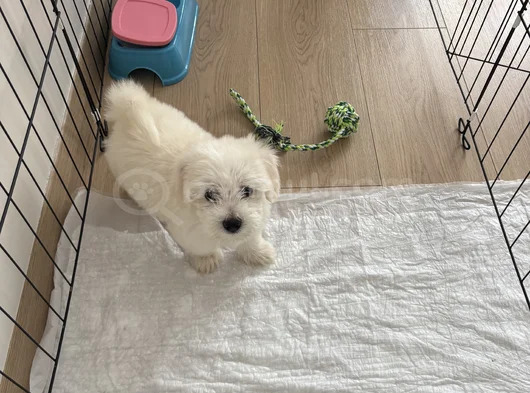0 Numara Mükemmel Irk Maltese Terrier Yavrumuz görsel