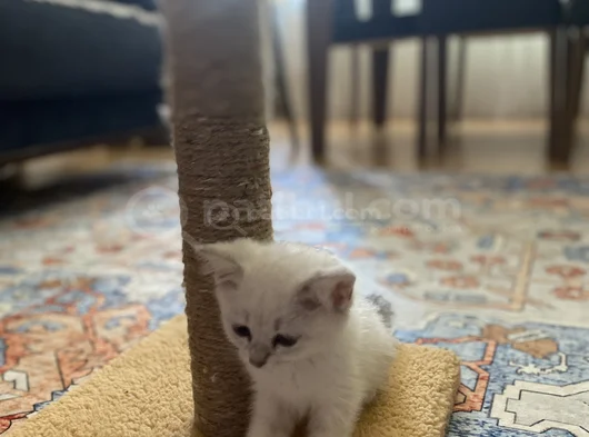 Safkan Bri̇ti̇sh Short Hai̇r Bluepoi̇nt Yavrumiz görsel