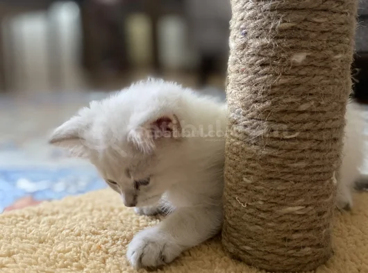 Safkan Bri̇ti̇sh Short Hai̇r Bluepoi̇nt Yavrumiz görsel