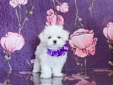 Mutluluğun Minik Ve Tüylü Hali Maltese Yavrular