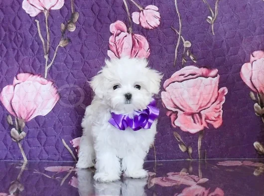 Mutluluğun Minik Ve Tüylü Hali Maltese Yavrular görsel