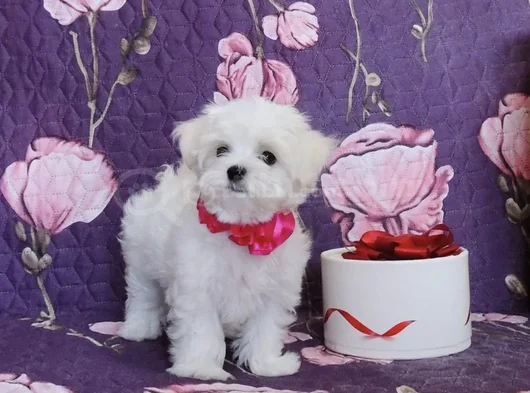 Mutluluğun Minik Ve Tüylü Hali Maltese Yavrular