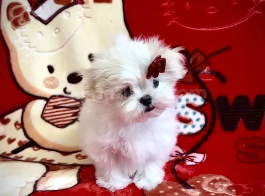 Mutluluğun Minik Ve Tüylü Hali Maltese Yavrular görsel