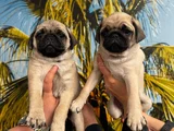 Pug Mops Yavrularimiz Hazirdir