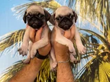 PUG MOPS YAVRULARIMIZ HAZIRDIR