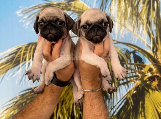 Pug Mops Yavrularimiz Hazirdir