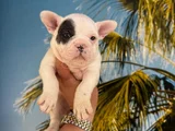 Fransiz Bulldog Yavrularimiz Hazirdir