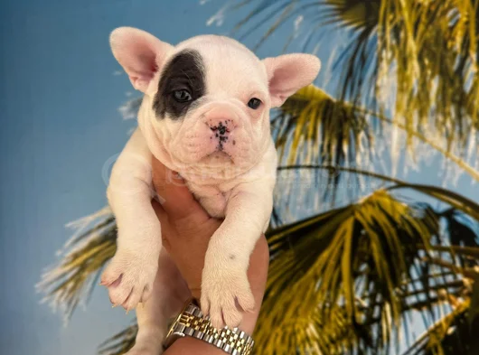 Fransiz Bulldog Yavrularimiz Hazirdir görsel