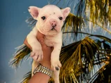 Fransiz Bulldog Yavrularimiz Hazirdir