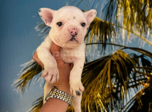 Fransiz Bulldog Yavrularimiz Hazirdir görsel