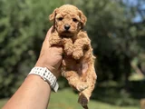 BEBEK SURATLI SEVİMLİ TOY POODLE