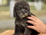 Si̇lver Toy Poodle Özel Renk Bebeği̇mi̇z