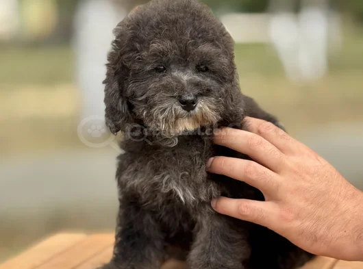 Si̇lver Toy Poodle Özel Renk Bebeği̇mi̇z görsel