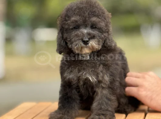 Si̇lver Toy Poodle Özel Renk Bebeği̇mi̇z