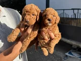 Red Toy Poodle Bebekler