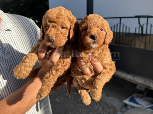 Red Toy Poodle Bebekler görsel