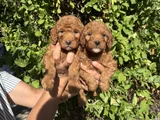 Red toy poodle bebekler