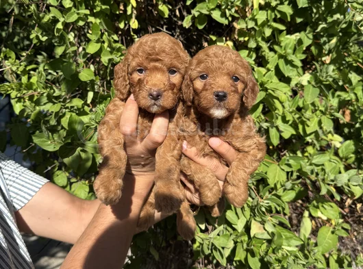 Red Toy Poodle Bebekler