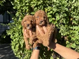 Red Toy Poodle Bebekler