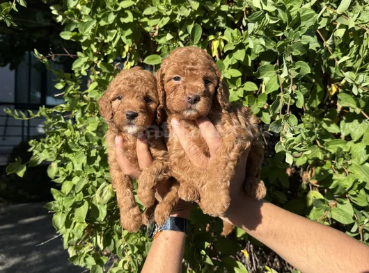 Red Toy Poodle Bebekler görsel