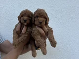 Red Toy Poodle Bebekler