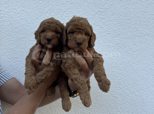 Red Toy Poodle Bebekler görsel