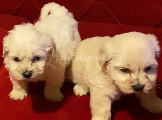 Maltipoo Yavrularımız Ev Doğumu
