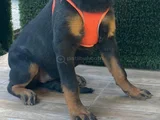 Koca Kafa Koca Pati̇ Rotwei̇ller