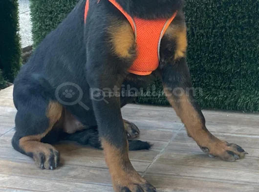 Koca Kafa Koca Pati̇ Rotwei̇ller görsel