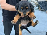 Kalite isteyen  ulaşsın