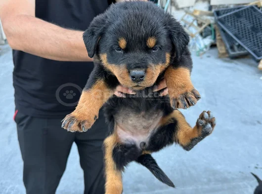 Kalite isteyen  ulaşsın