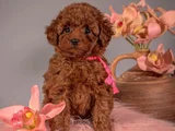 Evinizin Neşesi Minik Toy Poodle Bebekler