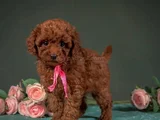 Evinizin Neşesi Minik Toy Poodle Bebekler