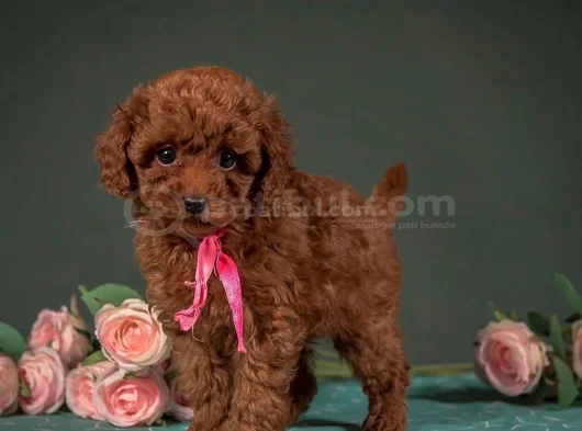Evinizin Neşesi Minik Toy Poodle Bebekler görsel