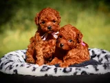 Bebek gibi Bakımlı Oyuncu Toy Poodle Yavrular